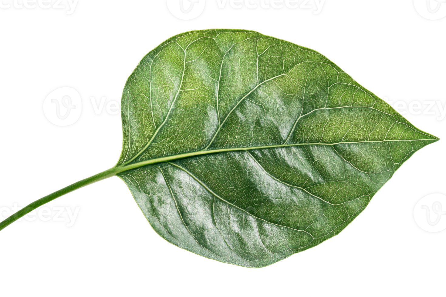 Detailed green leaf with intricate vein patterns, cut out transparent png