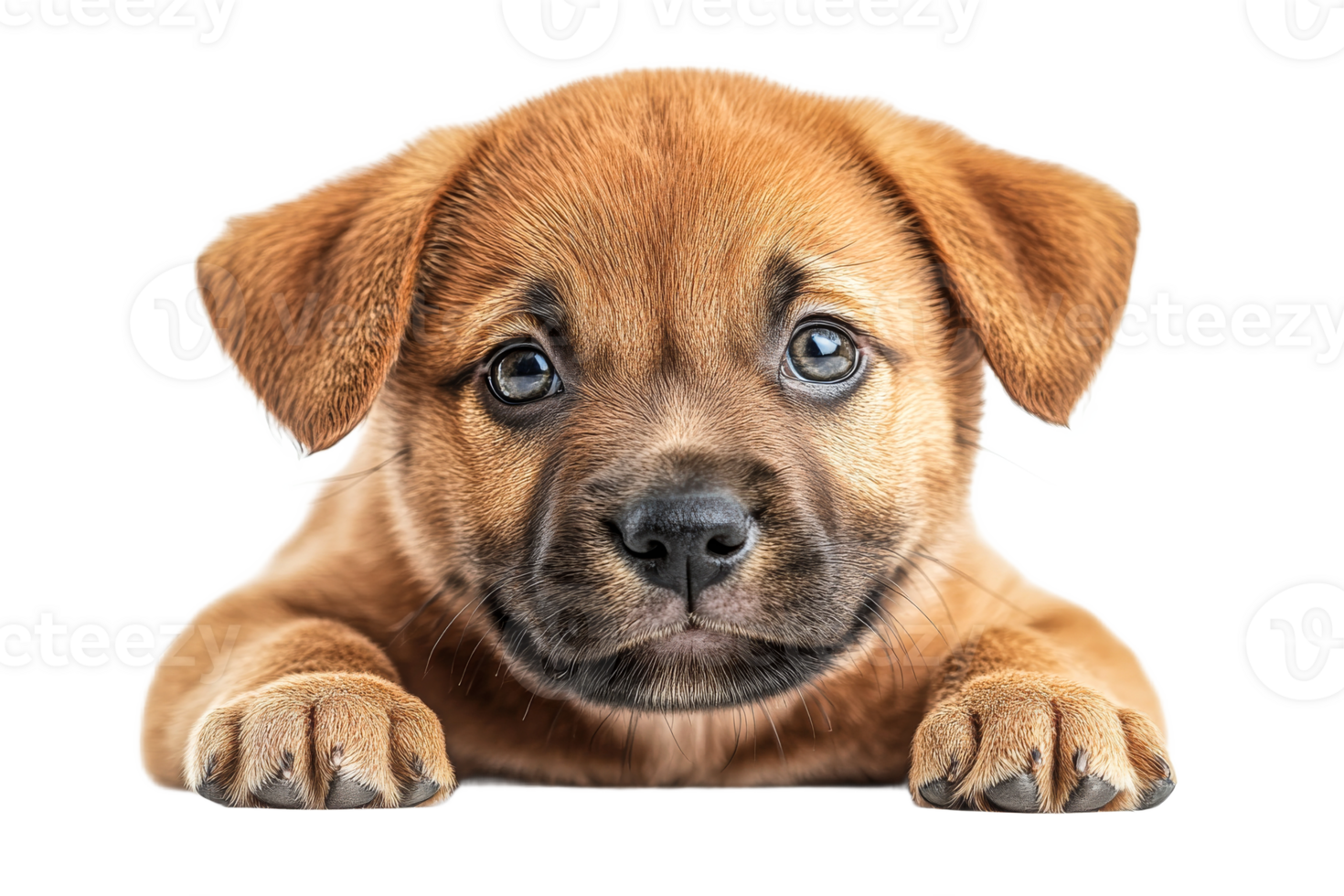 Adorable brown puppy portrait with big eyes and paws, cut out transparent png