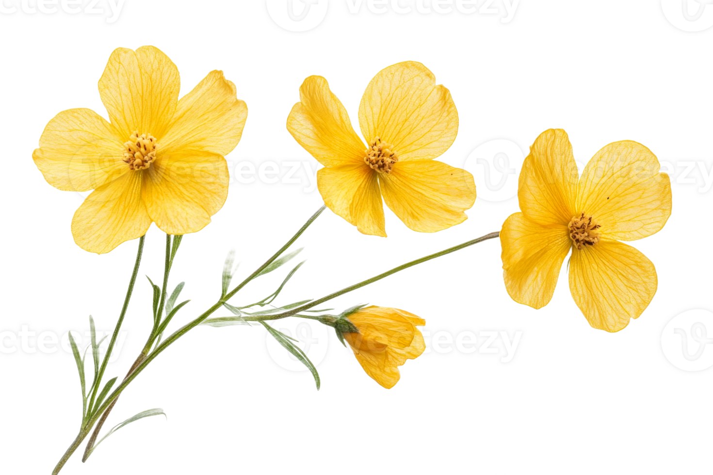 Elegant yellow flowers with black background, botany, cut out transparent png