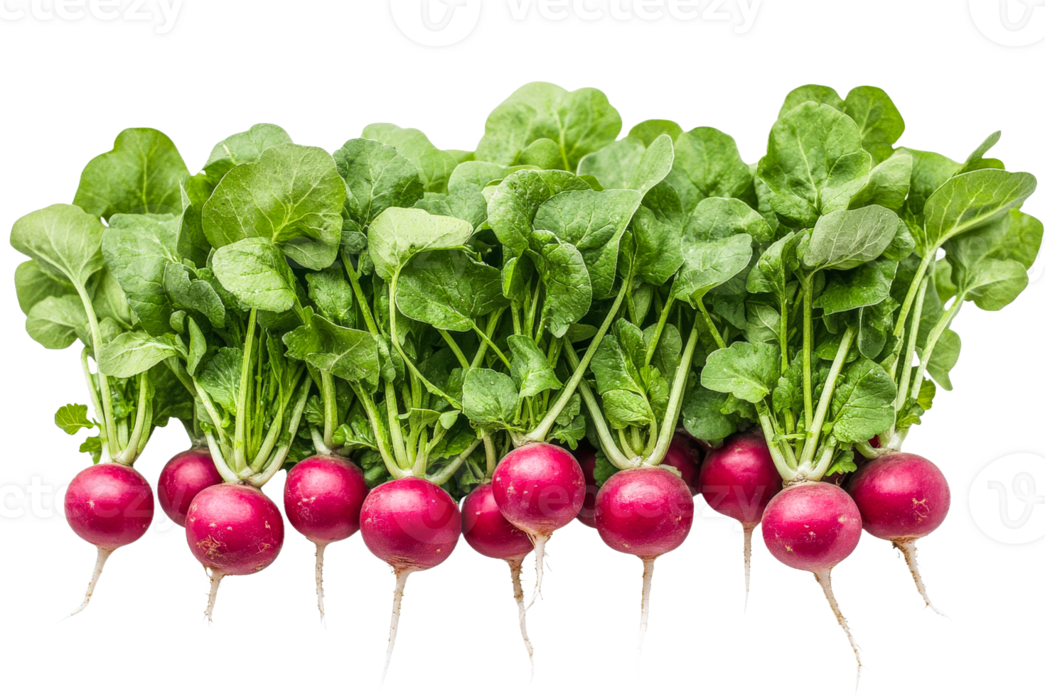 Fresh Radishes with Green Leaves, Cut Out Transparent png
