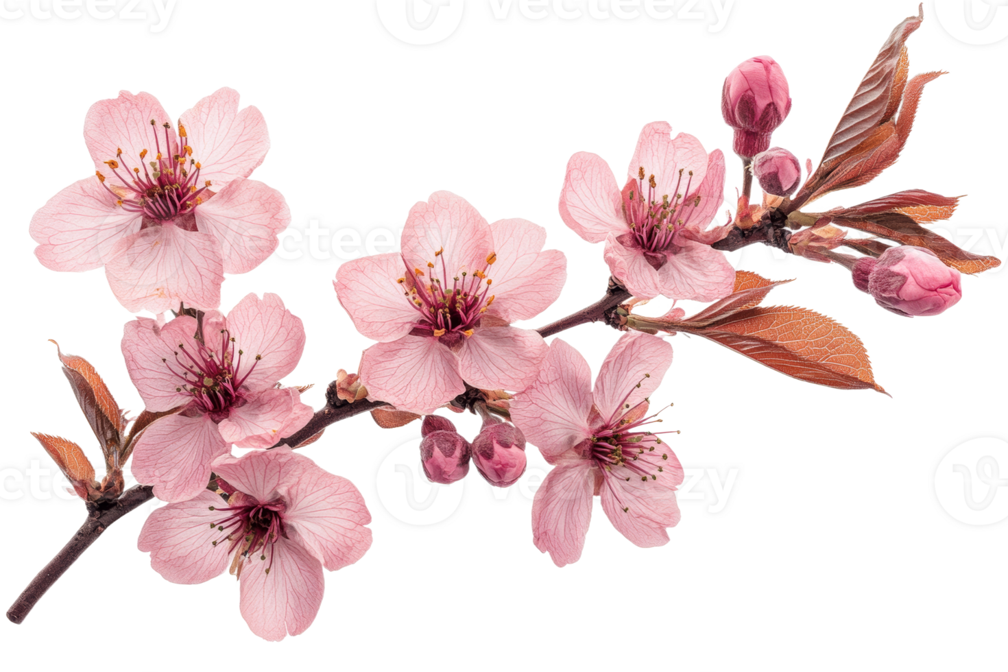 Cherry blossom branch with pink flowers and buds, cut out transparent png