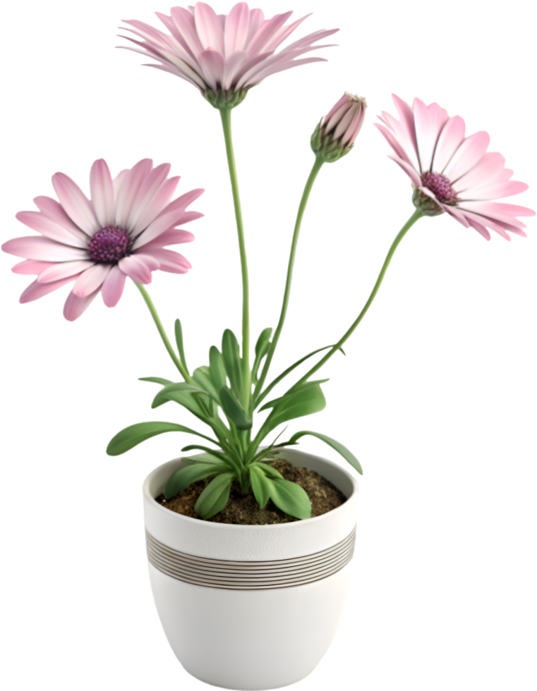 Colorful flower clipart featuring Arctotis vibrant petals and pollinators. . png