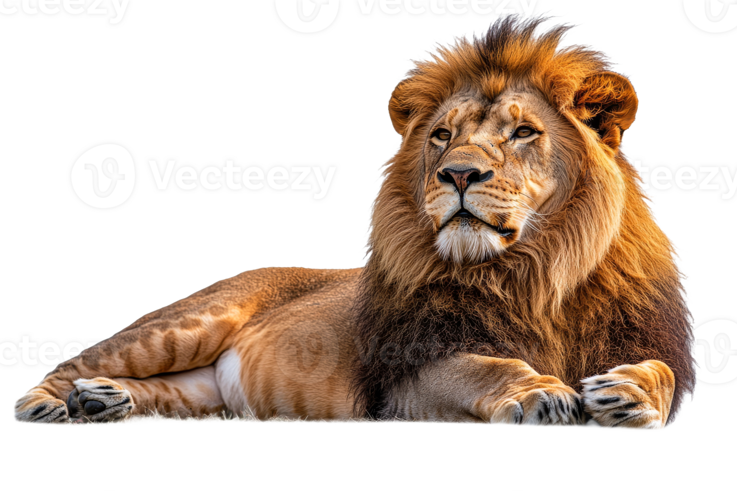 Lion resting on ground, majestic mane, powerful presence, cut out transparent png