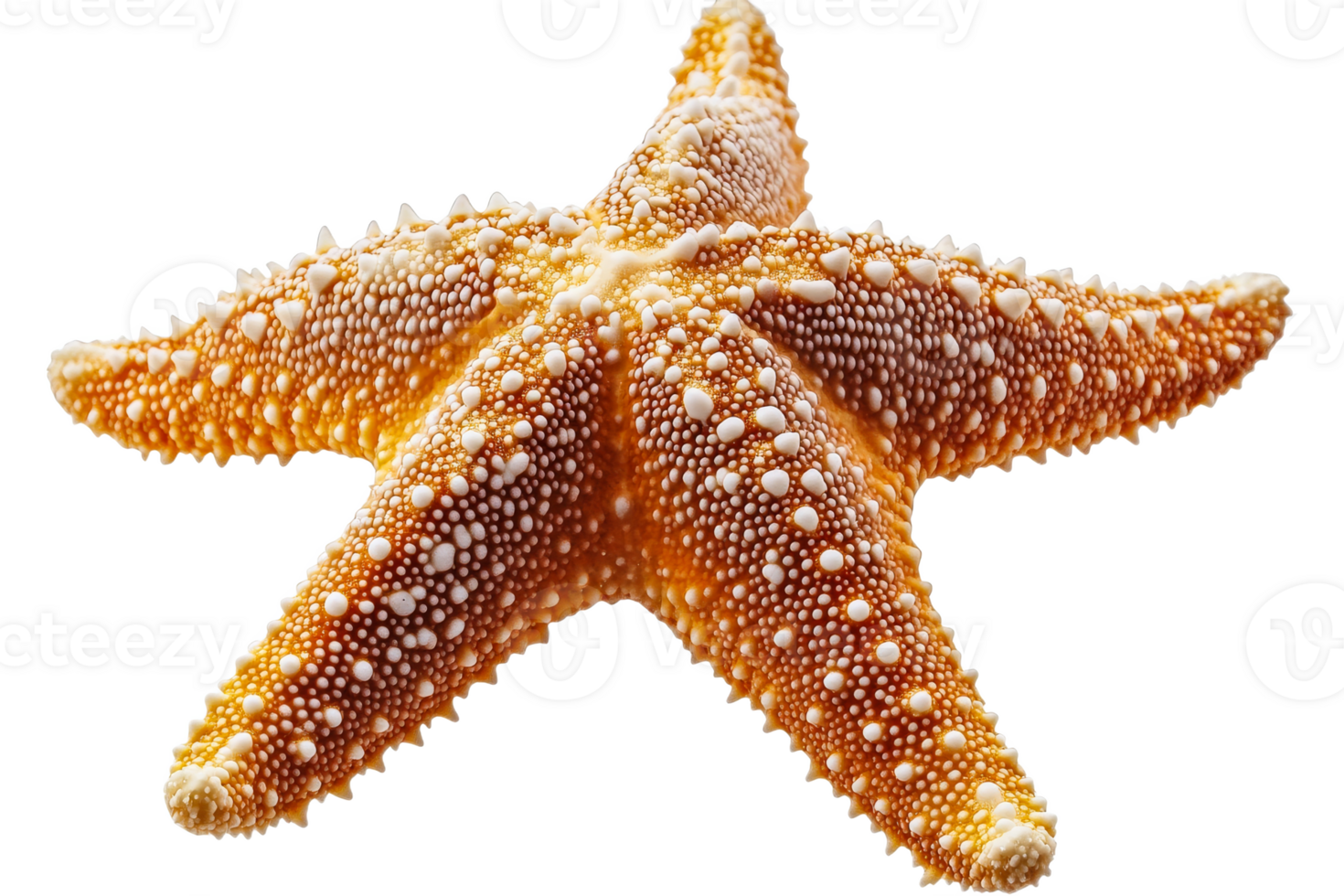 Textured orange starfish with white spots, isolated on black, cut out transparent png