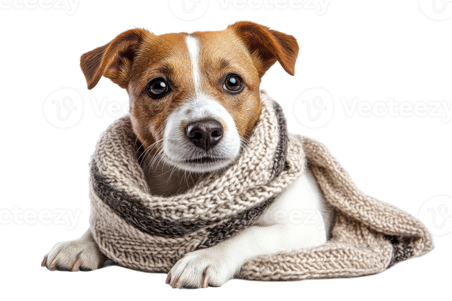 Jack Russell terrier dog portrait with scarf, cozy and cute, cut out transparent png