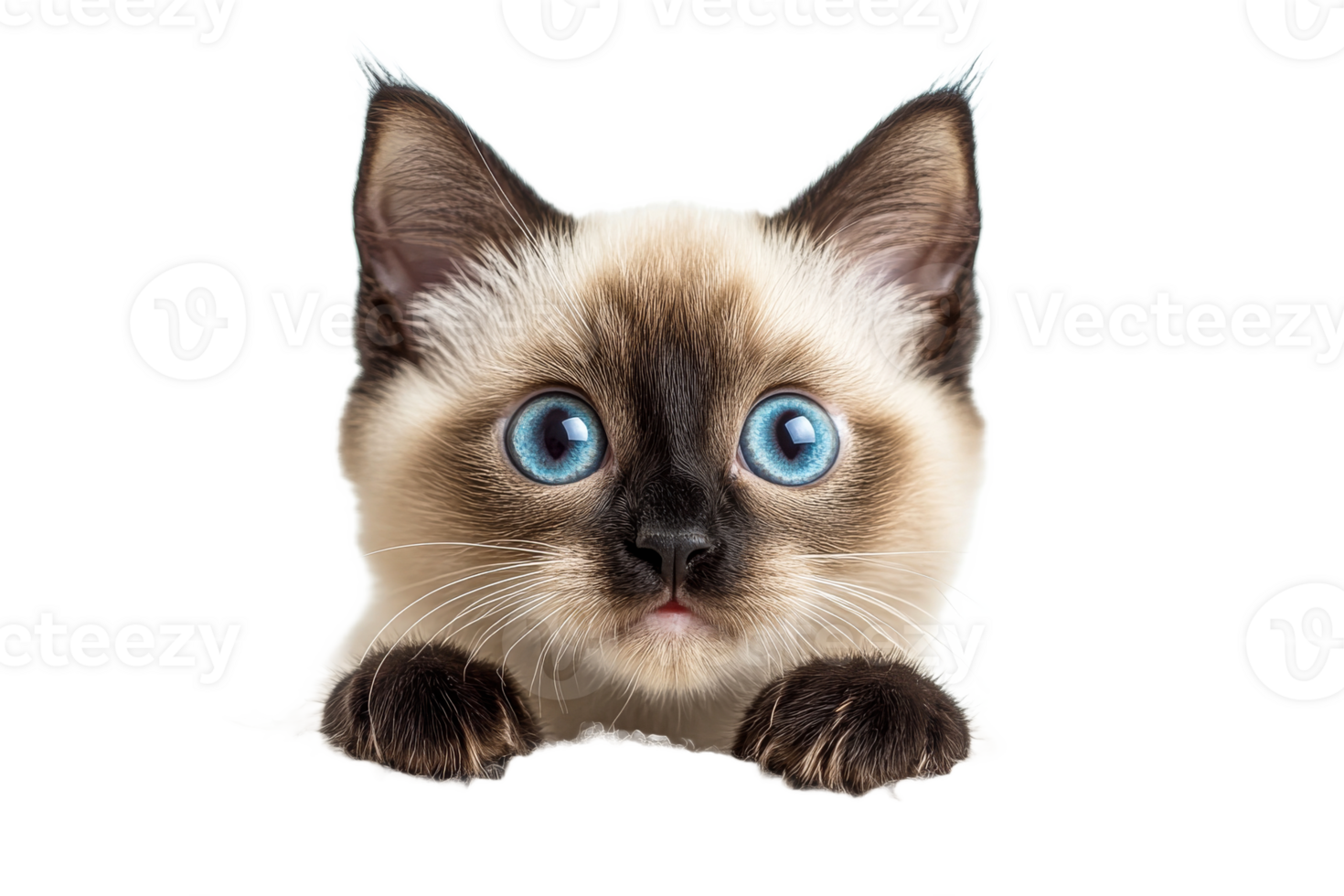 Siamese cat face with blue eyes on black background, cut out transparent png