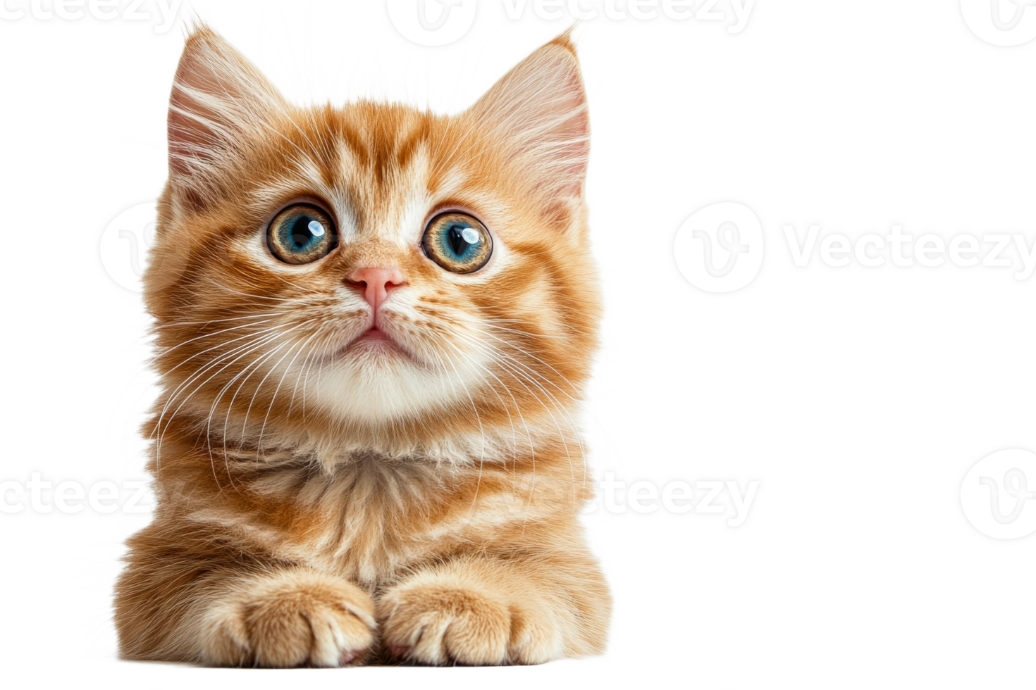 Ginger kitten with blue eyes and white whiskers, cut out transparent png