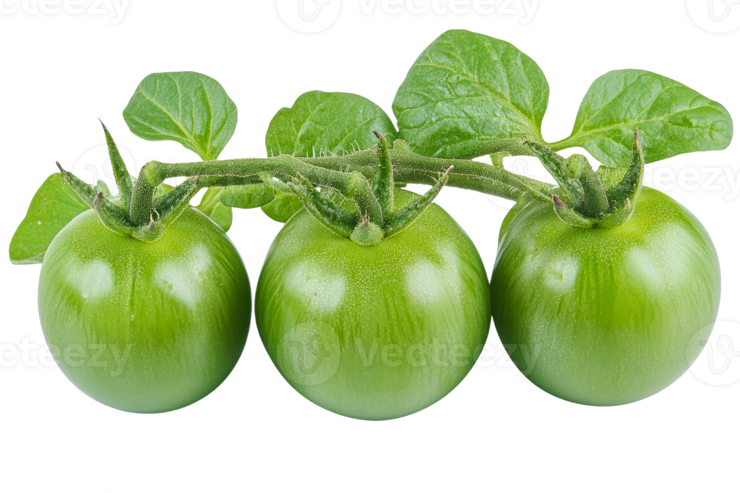 Unripe tomatoes still on vine, fresh produce, green fruits, cut out transparent png