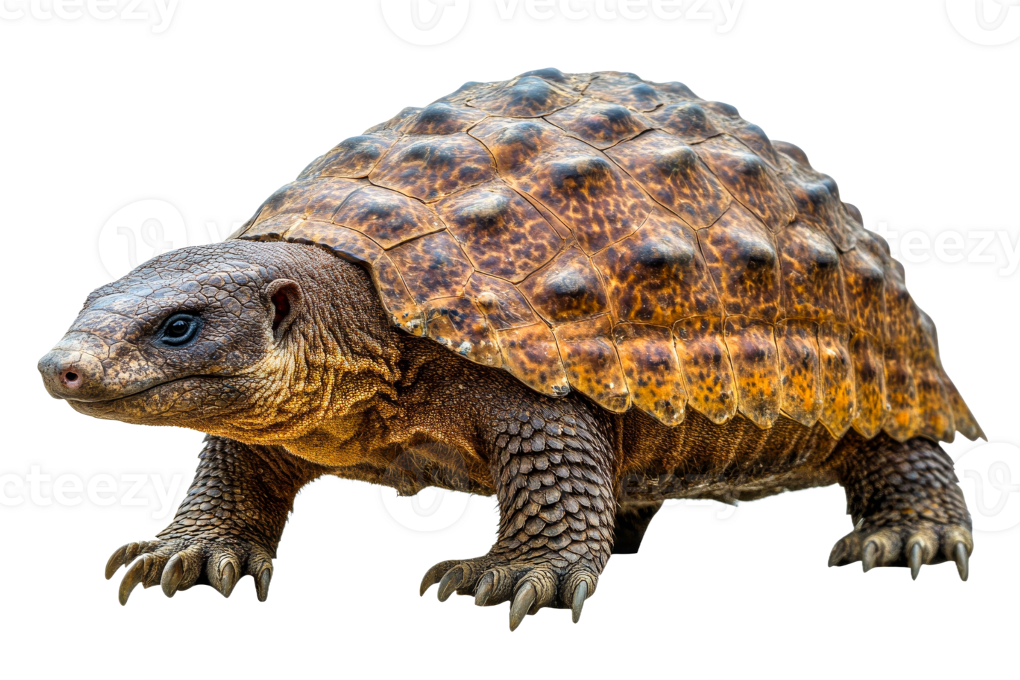 Forest Hingeback Tortoise Close-Up, Wildlife Specimen, Reptile Animal, cut out transparent png
