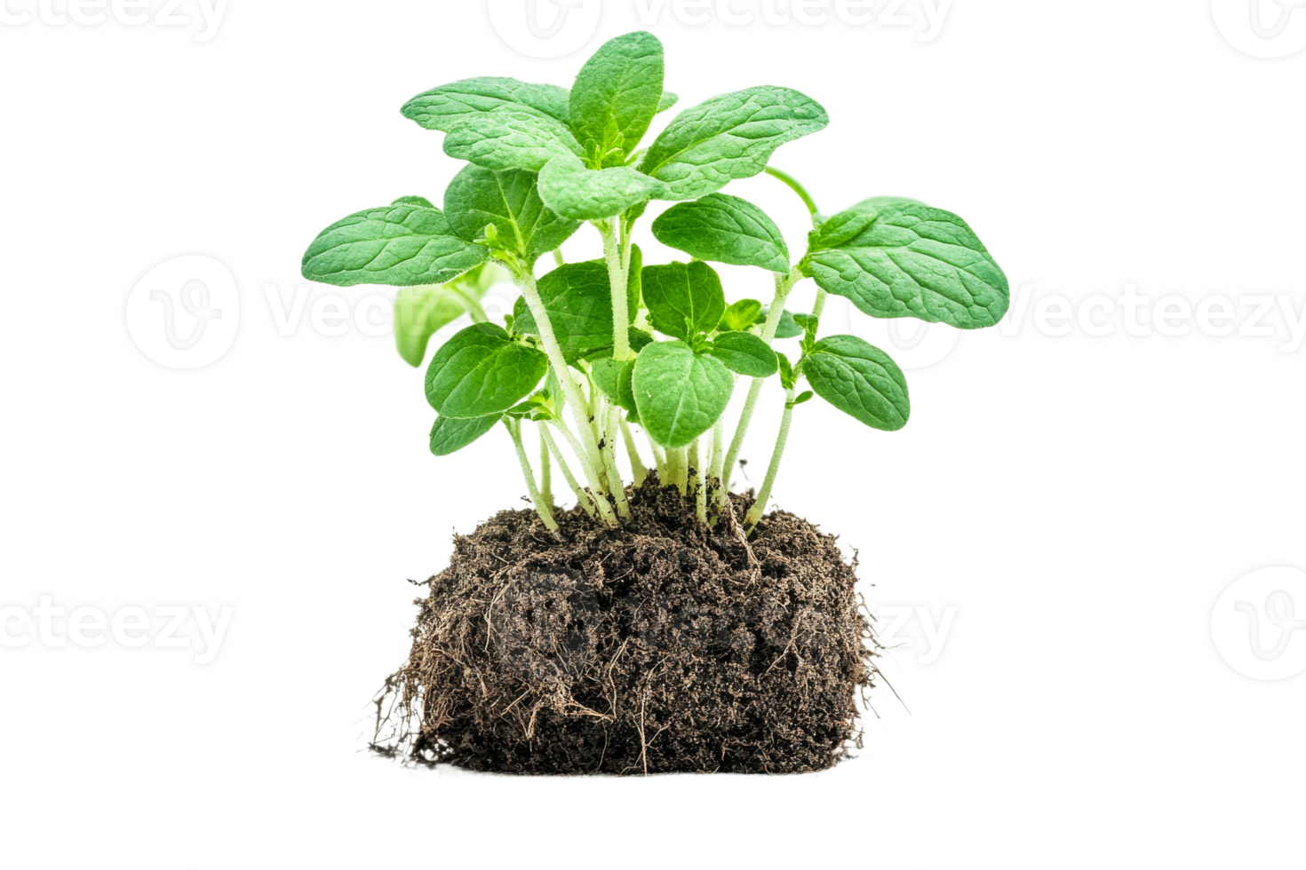 Green basil plant with soil and root system, cut out transparent png