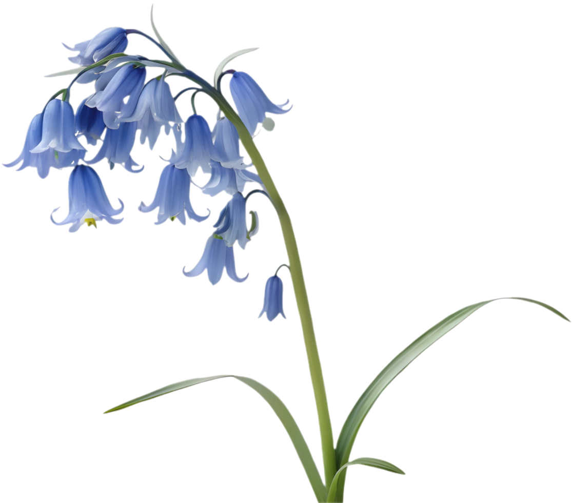 Blue Star Creeper Flowers Bringing Vibrance to Ground Coverage in Gardens. . png
