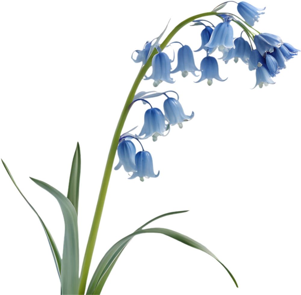 Delicate Blue Star Creeper Flowers Excellent for Ground Cover in Gardens. . png