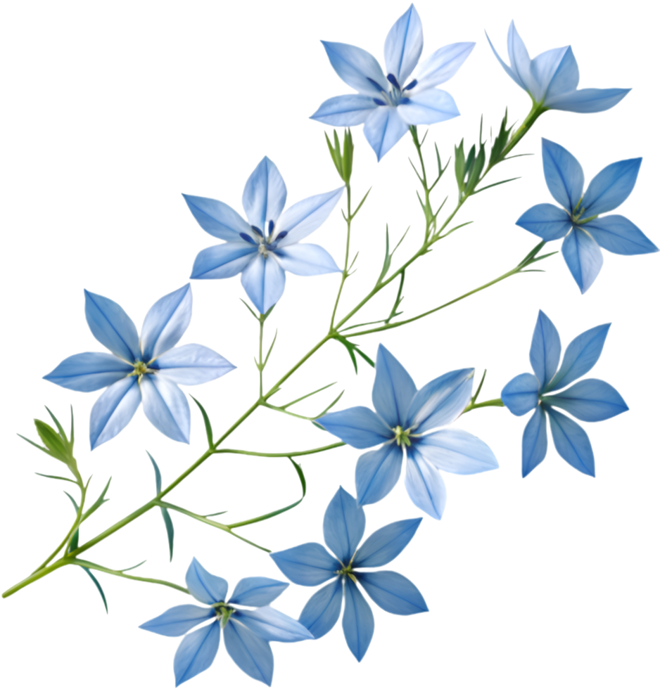 Blue Star Creeper Ideal for Ground Coverage in Any Garden. . png