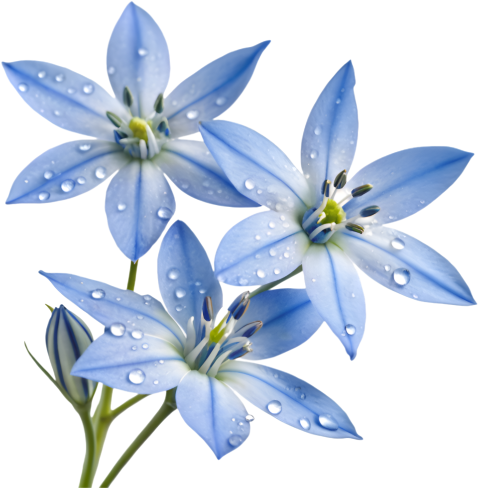Beautiful Ground Cover from Blue Star Creeper Flowers for Gardeners. . png