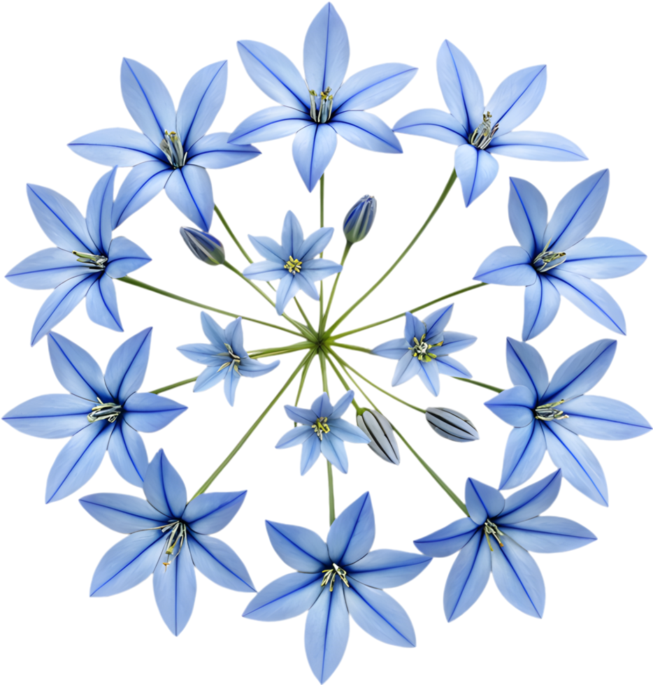 Delicate Blue Star Creeper Flowers Enhancing Garden Grounds with Color. . png