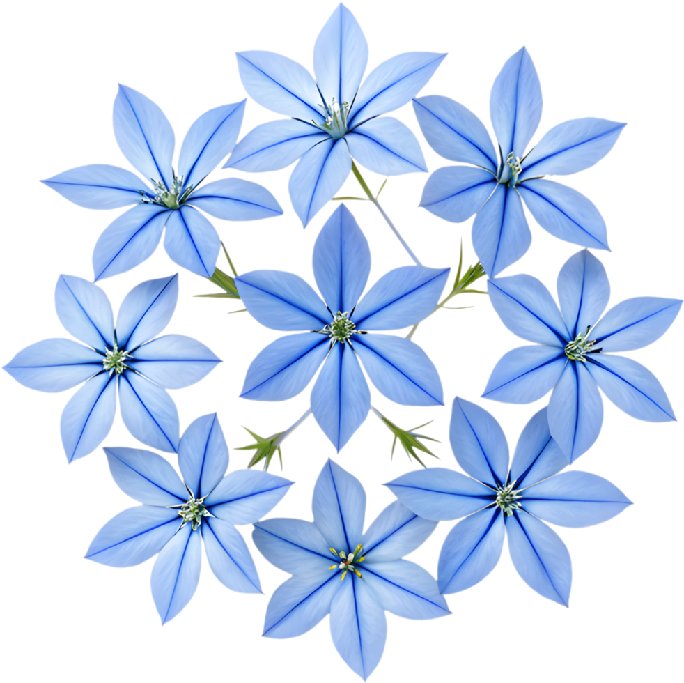 Vibrant Blue Star Creeper Flowers Ideal for Ground Coverage in Gardens. . png