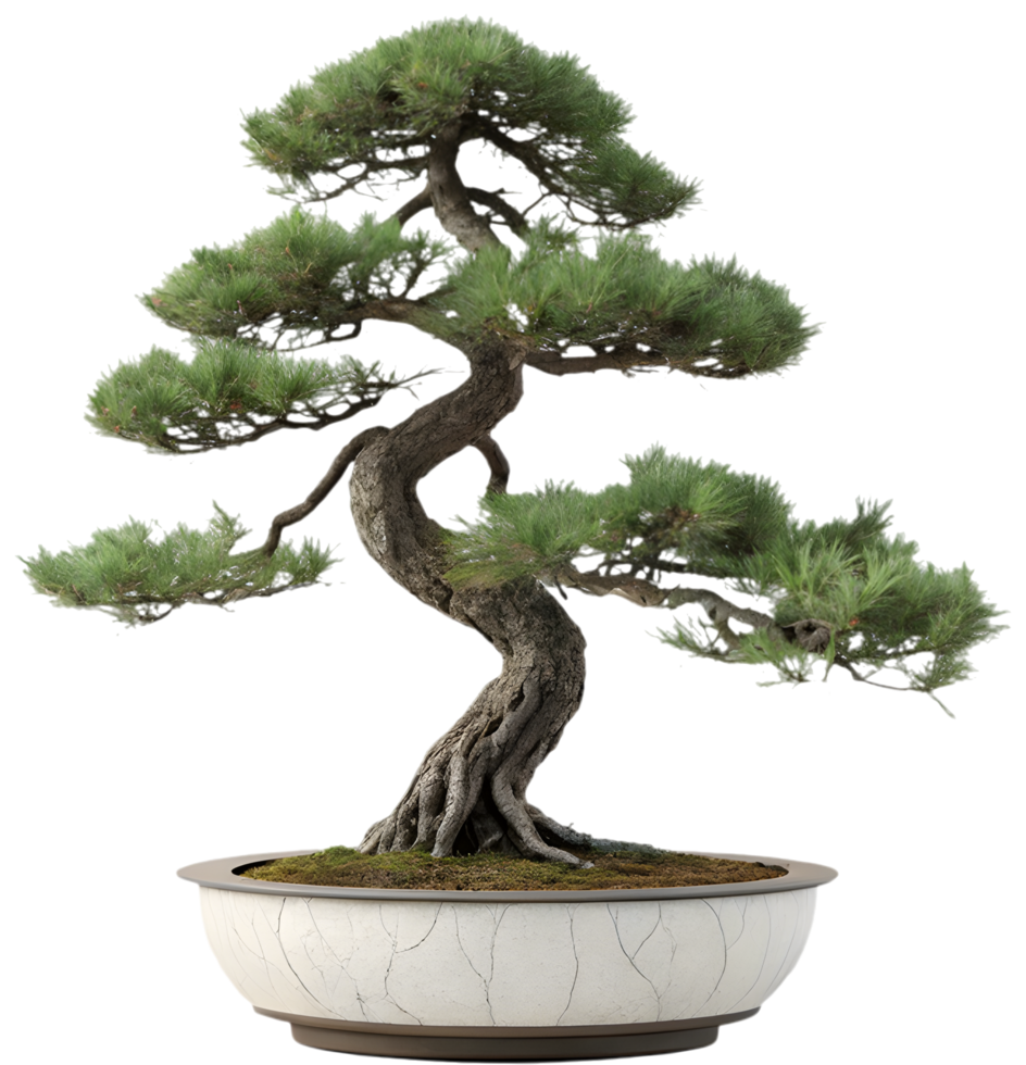 Peaceful Bonsai Growth for Indoor Beauty and Natural Spaces. . png