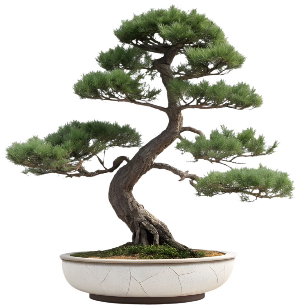 Tranquil Life with Artistic Bonsai Decor and Peaceful Growth. . png