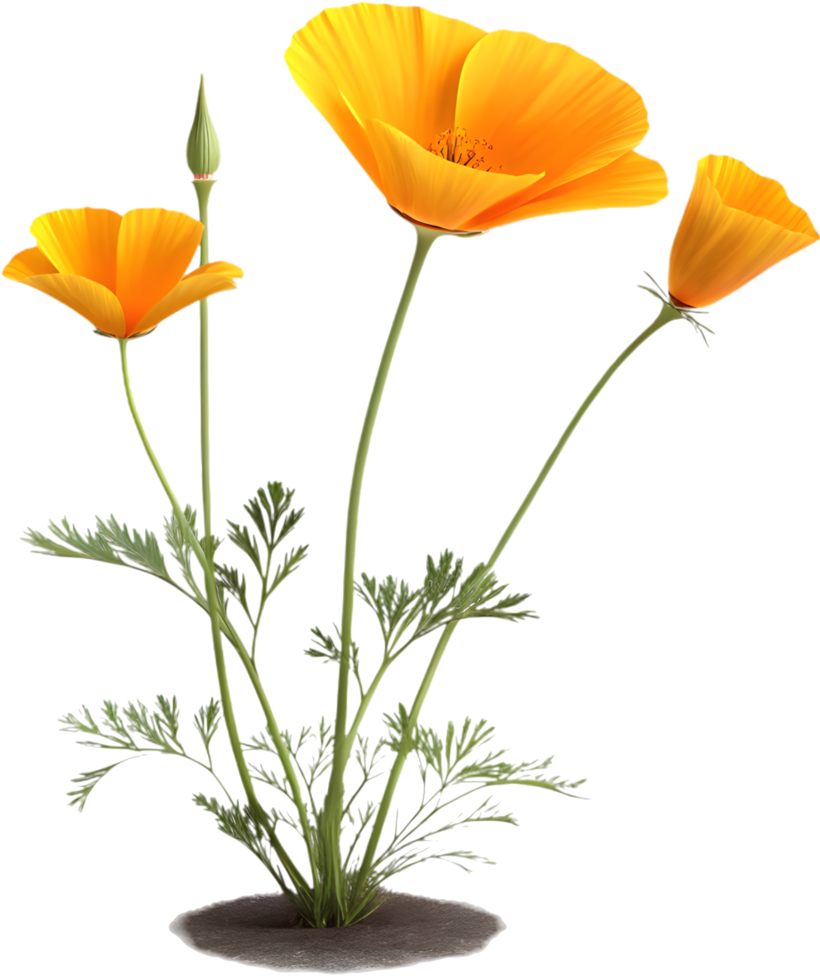 Stunning California Poppy Clipart for Summer Themed Art. . png