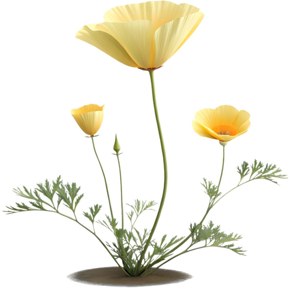 Creative California Poppy Plant Illustration for Floral Design. . png