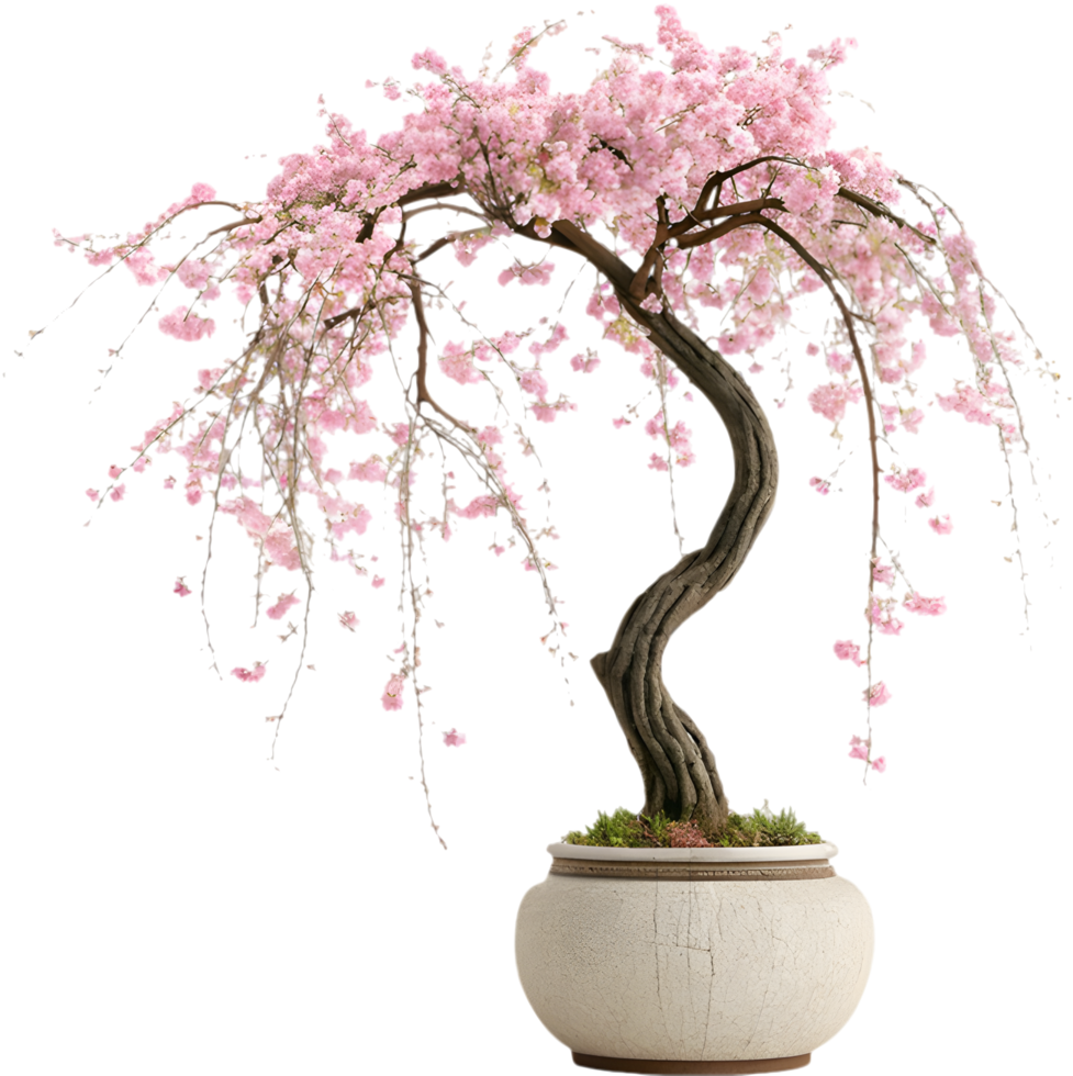 Exquisite Cherry Blossom Tree with Artistic Flair. . png