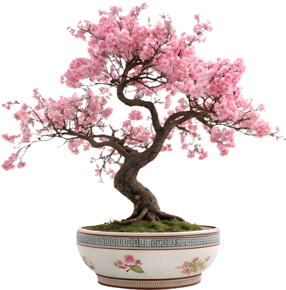 Stunning Cherry Tree Bloom in a Dreamy Scene. . png