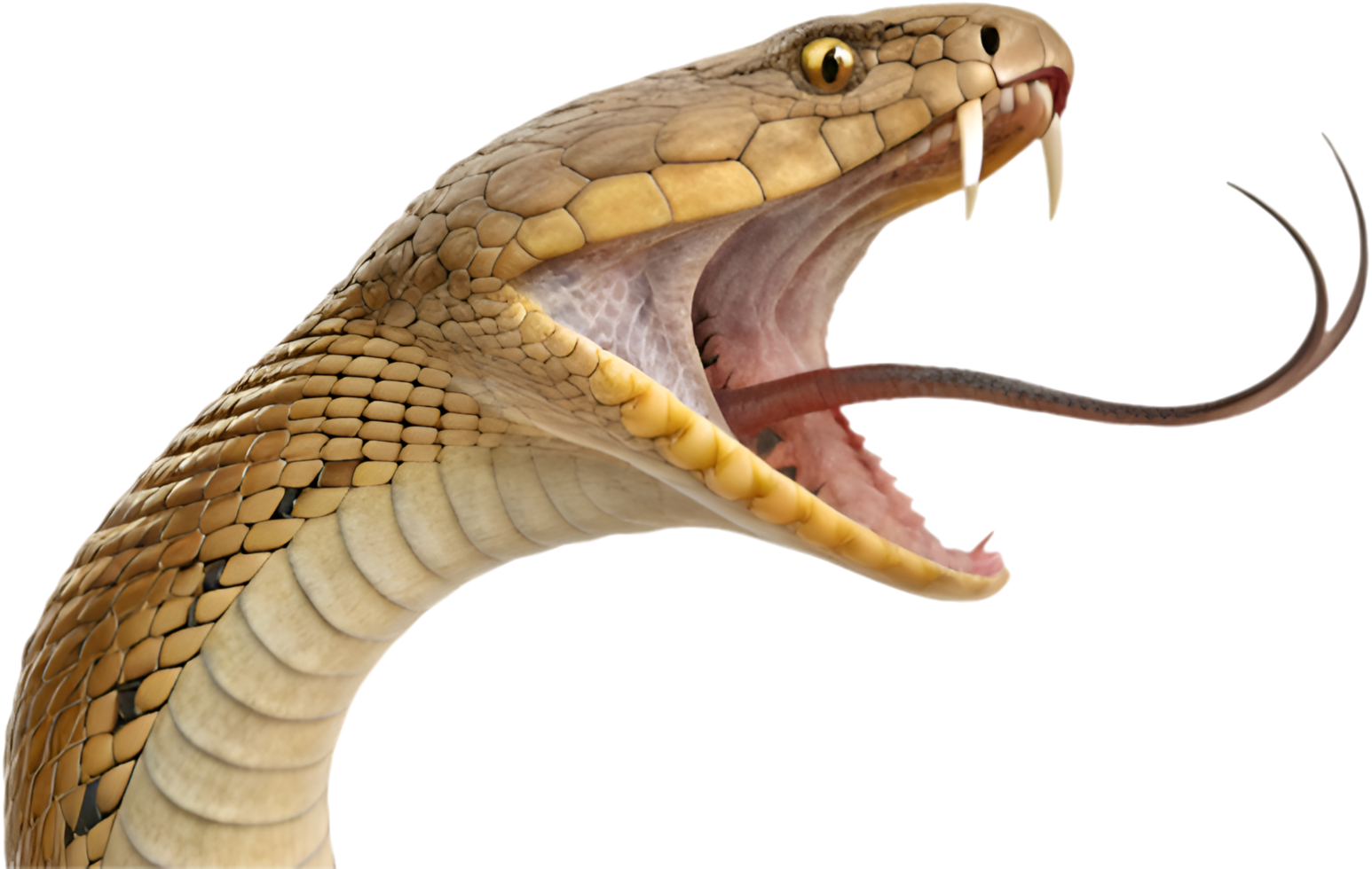 Nature Inspired Cobra Snake Clipart Collection . png
