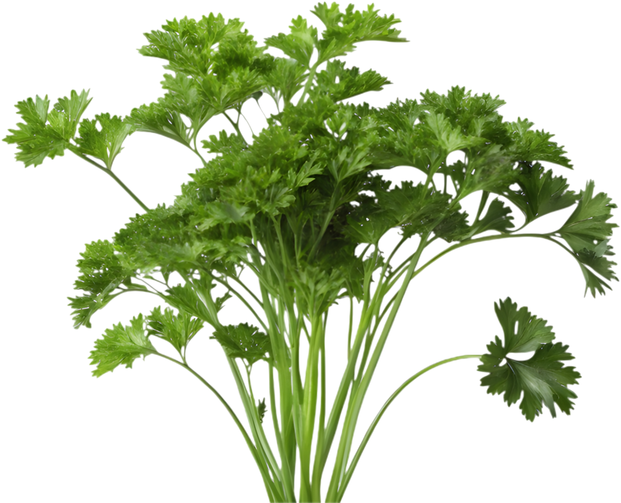 Vibrant Parsley Plant Decorative Kitchen Garnish. . png