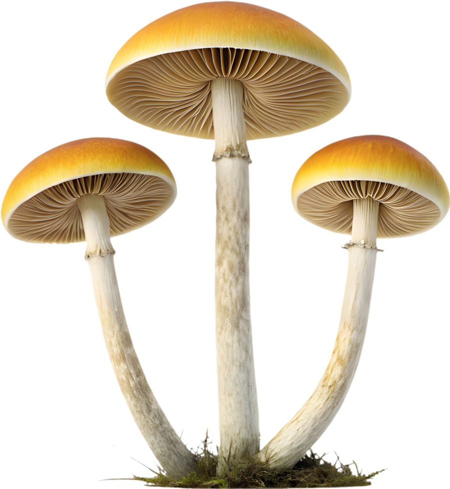 High-quality fungi art with colorful and intricate textures. . png