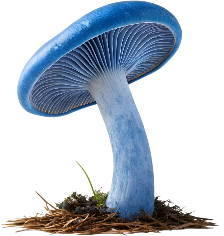Vibrant fungi with detailed textures in nature art. . png