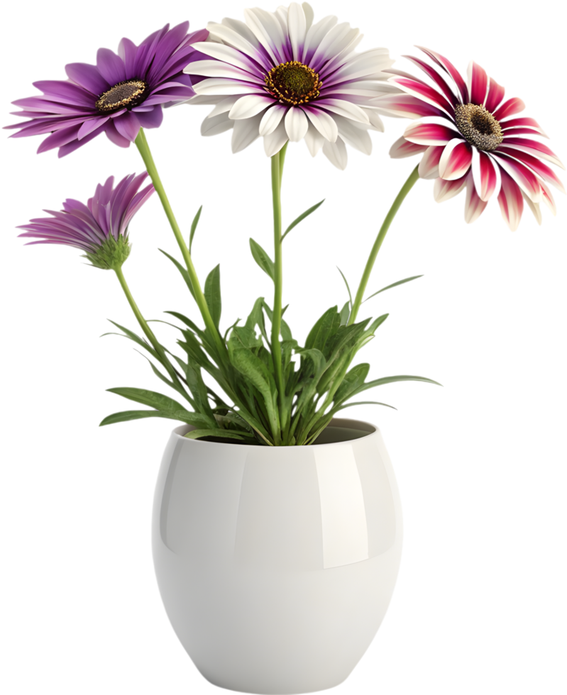 Digital Artwork of a Beautiful Gazania Flower with Rich Colors. . png