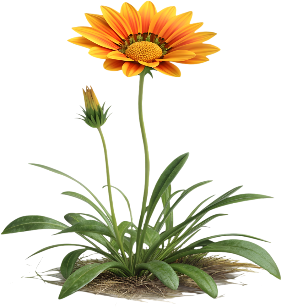 Vivid Gazania Flower Clipart with Bright Yellow and Red Petals. . png