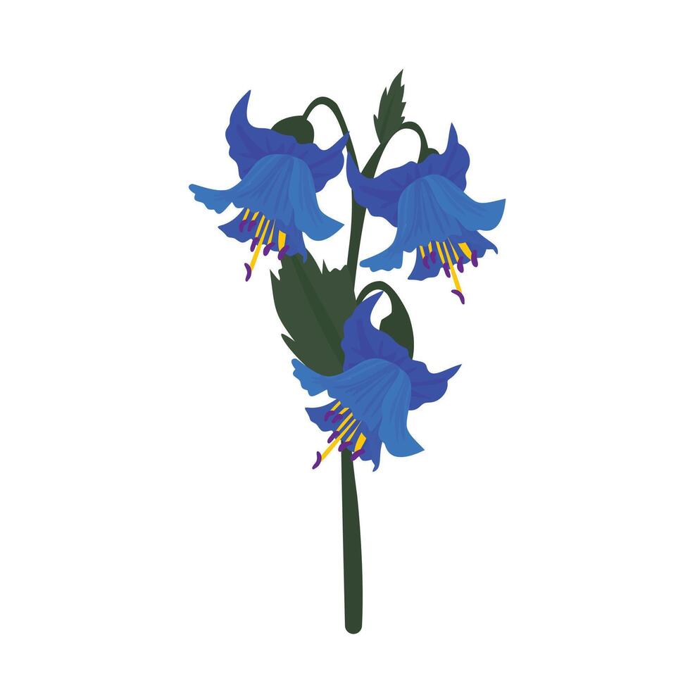 blue poppy columbine flower spring flower vector