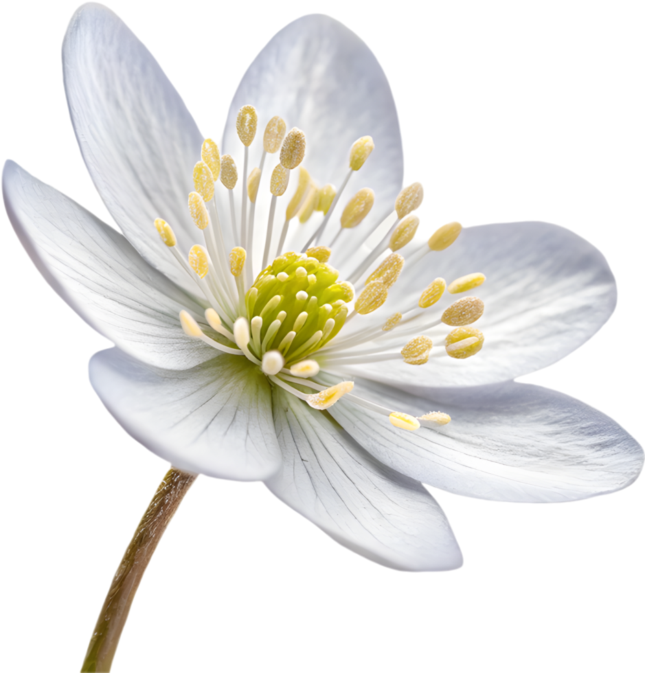 Detailed Wildflower Illustration of Hepatica Americana. . png