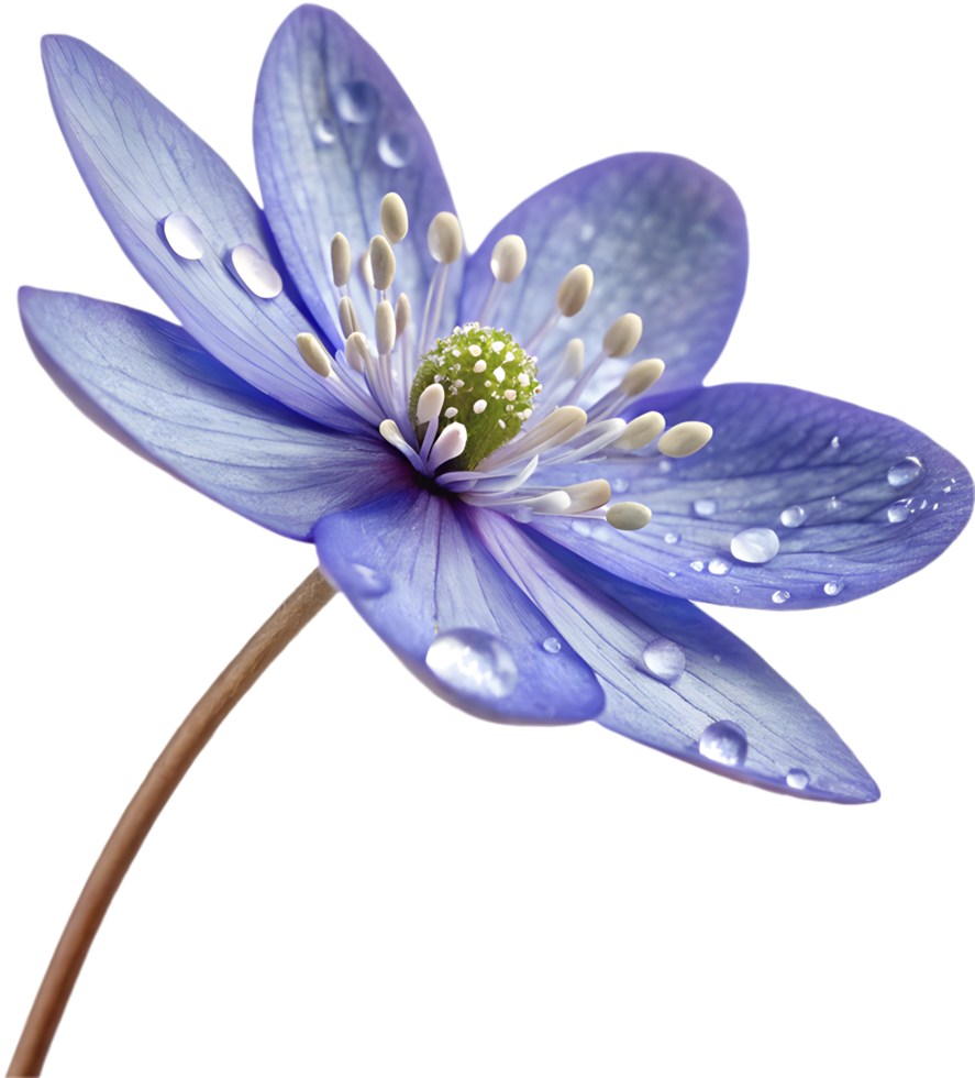 Botanical Hepatica Americana Flower in Vibrant Colors. . png