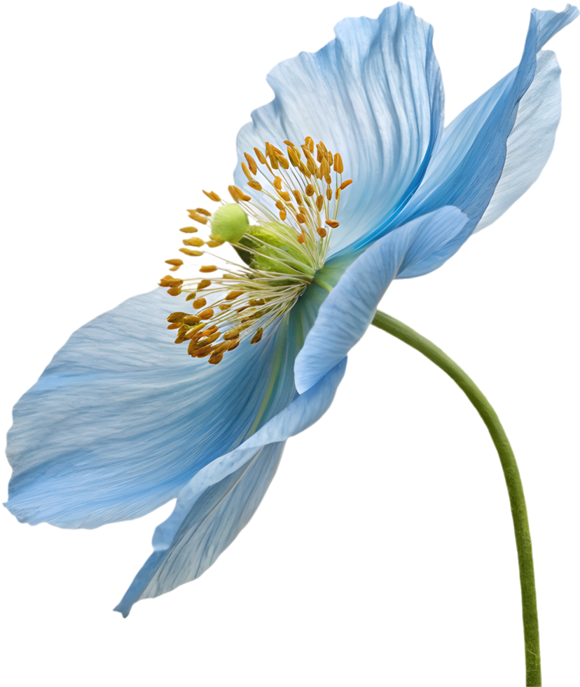 Dreamy Floral Himalayan Poppy Digital Painting. . png