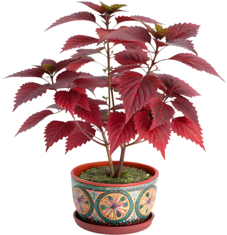 Japanese Shiso Leaf Clipart for Botanical Design Projects. . png