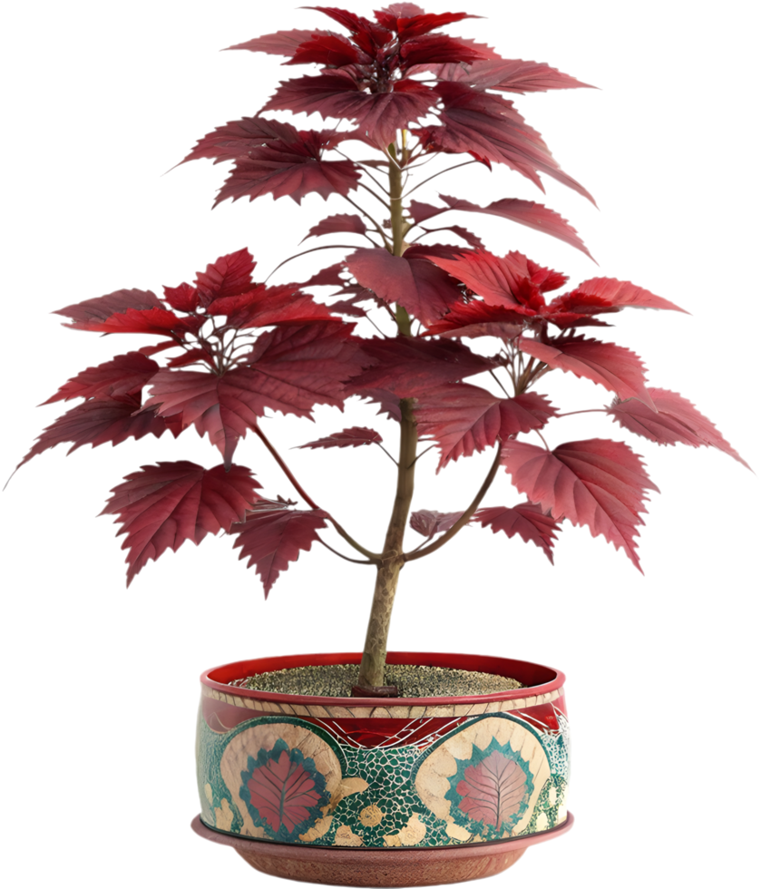 Shiso Plant Artwork with Red Leaves for Home Decor. . png