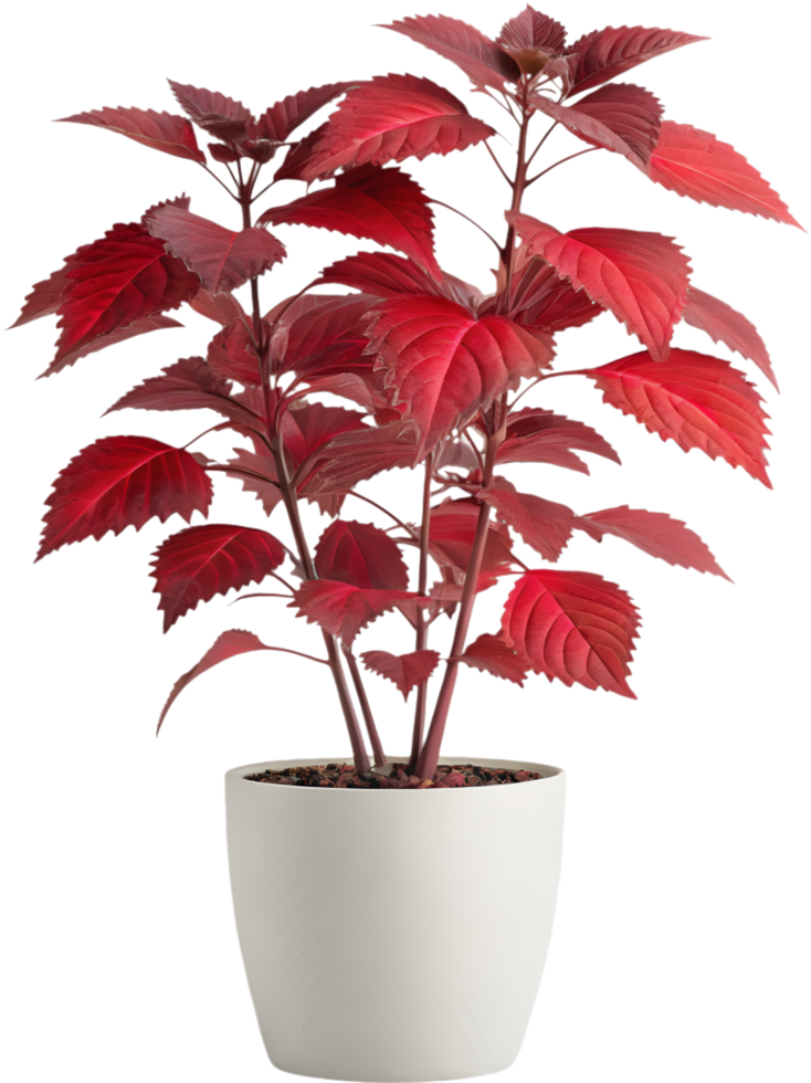 Japanese Red Shiso Leaf Art for Garden Enthusiasts. . png