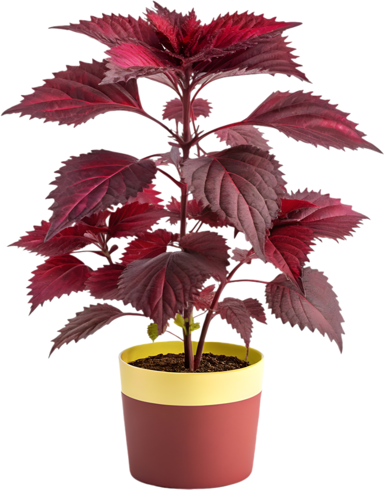 Shiso Plant Art with Red Leaves for Nature Lovers. . png