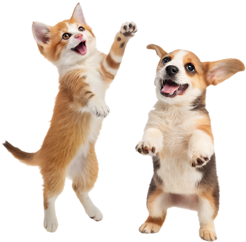 Cozy Kitten and Puppy Friendship Loving Companions. . png