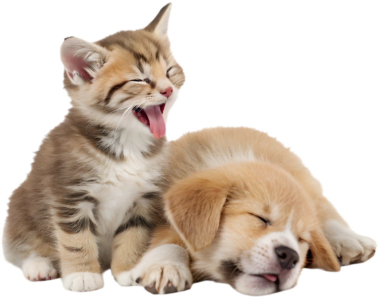 Adorable Kitten and Puppy Cute Snuggling Scene. . png
