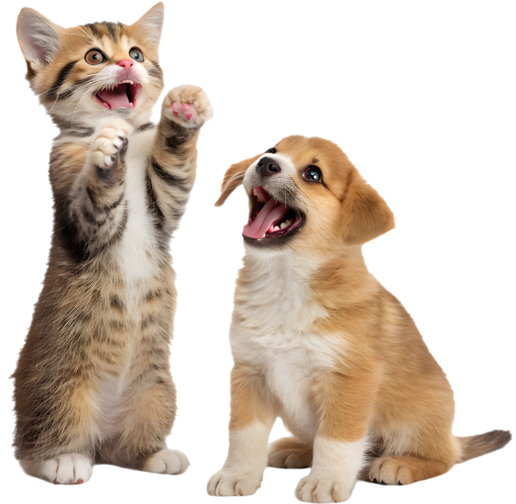 Smiling Kitten and Puppy Cuddly Cute Moment. . png