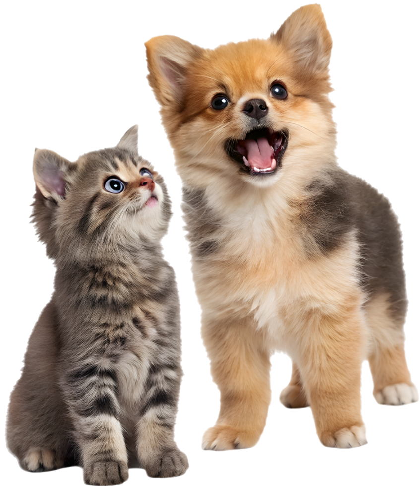 Playful Kitten and Puppy Cute Fun Together. . png