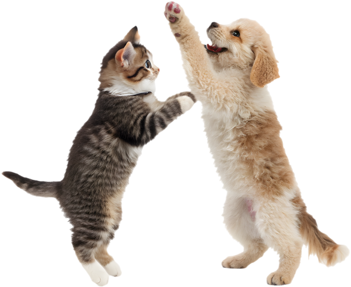 Charming Pets Kitten and Puppy Displaying Friendship. . png