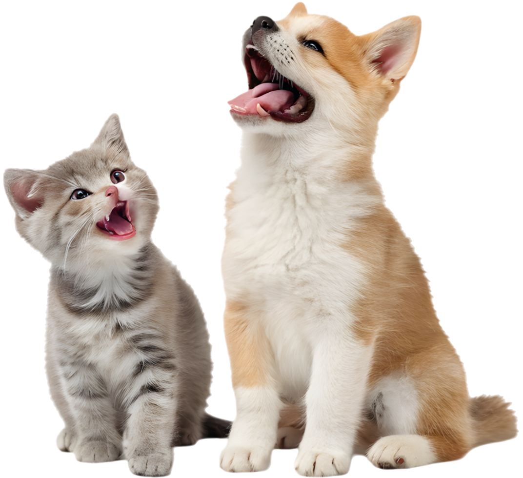 Soft Paws Kitten and Puppy Touching with Love. . png