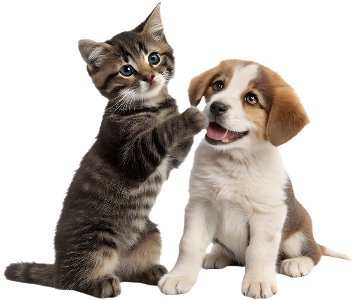 Best Friends Kitten and Puppy Together in Fun. . png