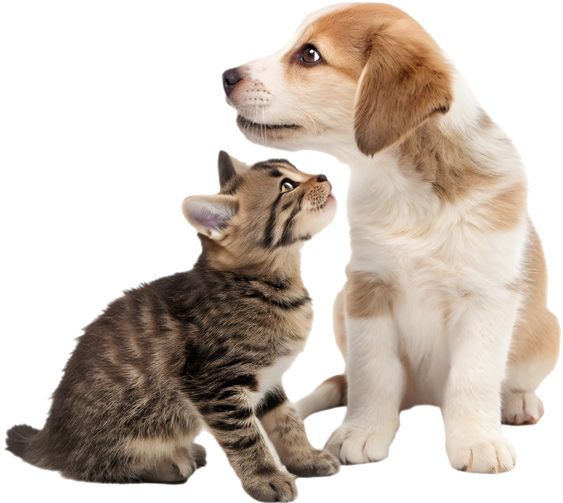 Small Kitten and Puppy Together in a Cozy Scene. . png