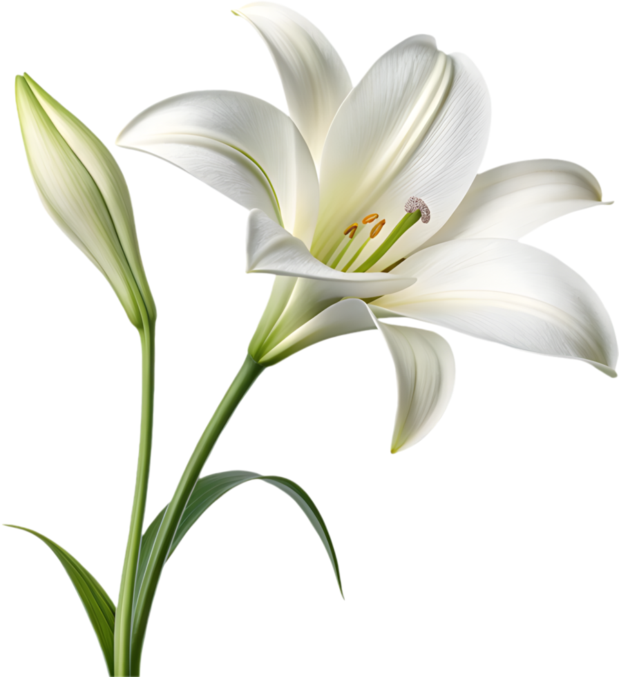 Beautiful Lily Flower with Graceful Petals and Vibrant Color Design. . png