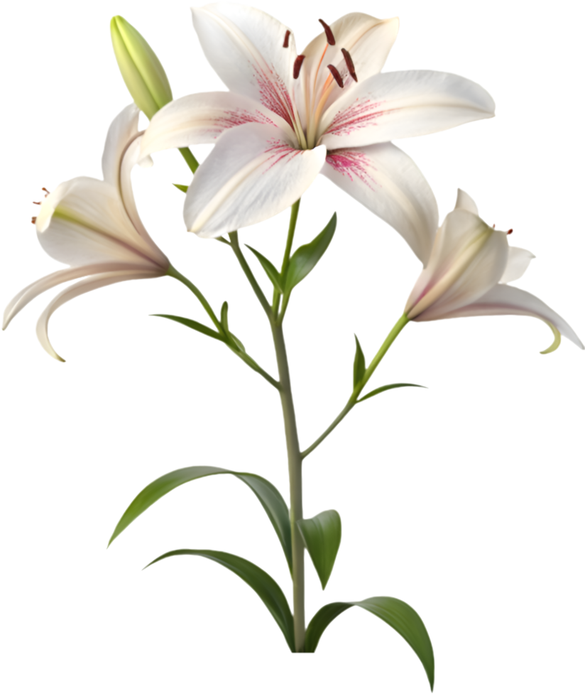 Vibrant Lily Flower Clipart with Graceful Petals and Fresh Bloom. . png